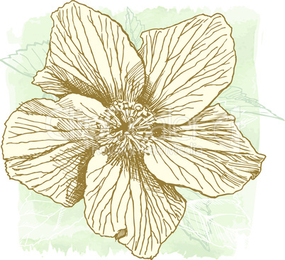 Hibiscus flower - vector watercolor paint