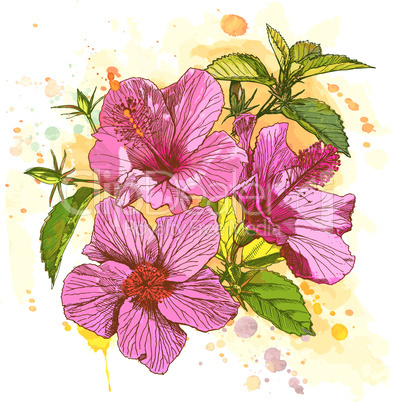 Hibiscus flower - vector watercolor paint