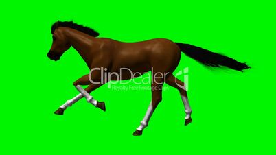 Horse Running with Green Screen HD1080