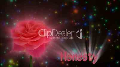 Pale red rose "Lorena" color meaning "Honesty" 1a alpha matte