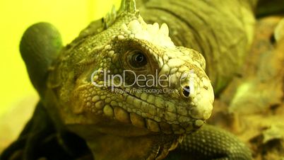 Close up of a lizard