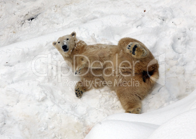 Polar bear on the snow in zoo