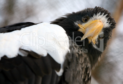 Steller's  sea eagle - Haliaeetus pelagicus