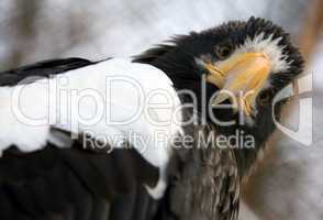 Steller's  sea eagle - Haliaeetus pelagicus