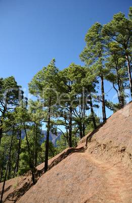 Special canarian pine-tree in national park Caldera de Taburiente, La Palma, Canarian islands
