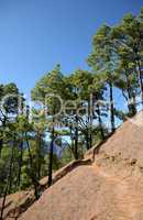 Special canarian pine-tree in national park Caldera de Taburiente, La Palma, Canarian islands