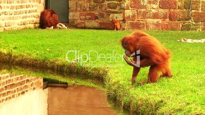 Orangutan taking a drink of water