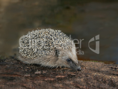 Igel