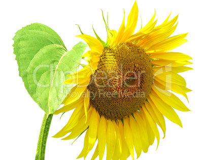 sunflower flower isolated