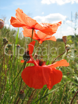 red poppy flowers on the green meadow