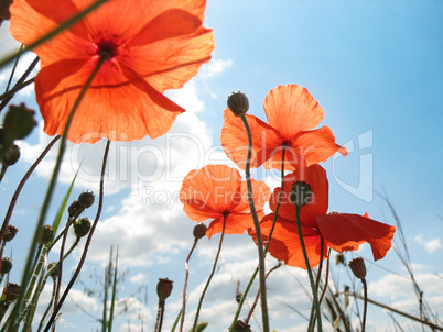 red poppy flowers