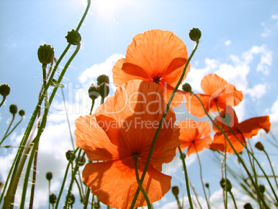 red poppy flowers on the green meadow