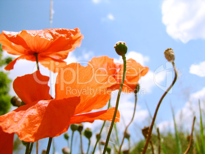 red poppy flowers on the green meadow