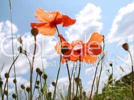 red poppy flowers on the green meadow
