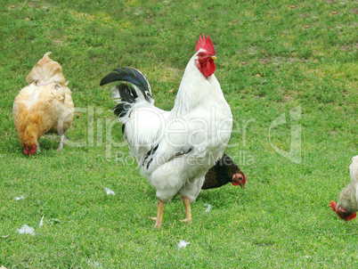 rooster and hens on tne grass