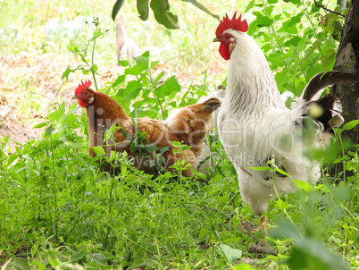 rooster and hens on tne grass