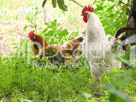 rooster and hens on tne grass