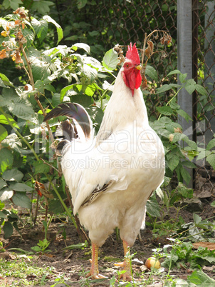 rooster on the farm yard