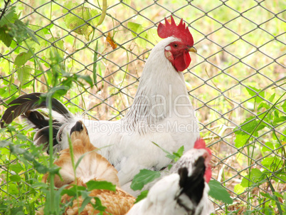 rooster on the farm yard