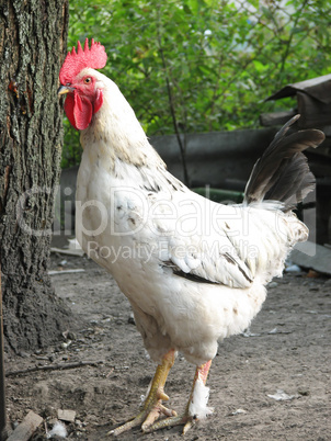 rooster on the farm yard