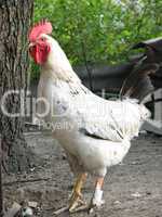 rooster on the farm yard