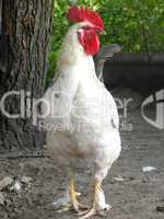 rooster on the farm yard