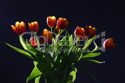 Tulips in studio