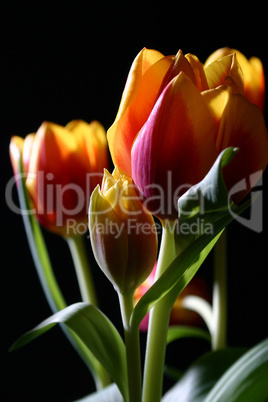 Tulips in studio