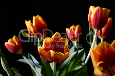 Tulips in studio