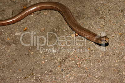 Blindschleiche (Anguis fragilis)