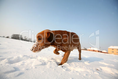 Red dog on snow in sunny day