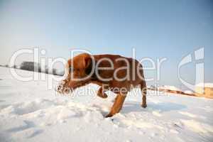 Red dog on snow in sunny day