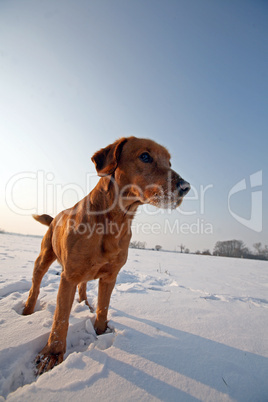 Red dog on snow in sunny day