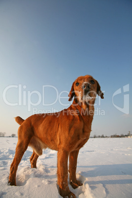 Red dog on snow in sunny day