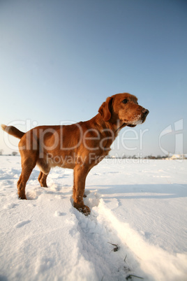 Red dog on snow in sunny day