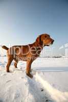 Red dog on snow in sunny day
