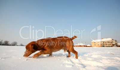 Red dog on snow in sunny day