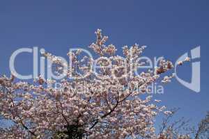 Japanischer Kirschbaum im April