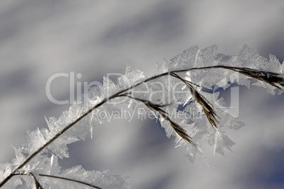 Gras mit Eisgebilden - Grasses with ice crystals in winter