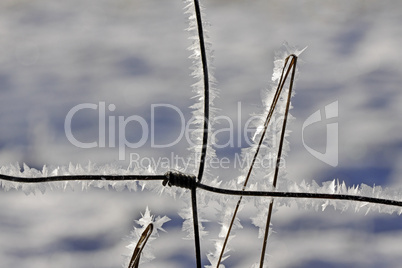 Zaundrähte im Winter mit Eisgebilden - Fence wires in winter with ice crystals