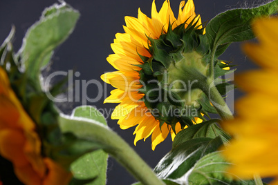 Sunflower in studio 5