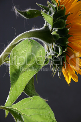 Sunflower in studio 3
