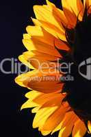 Sunflower in studio 4