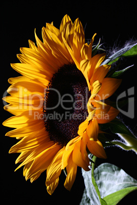 Sunflower in studio 1