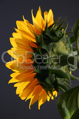 Sunflower in studio 2