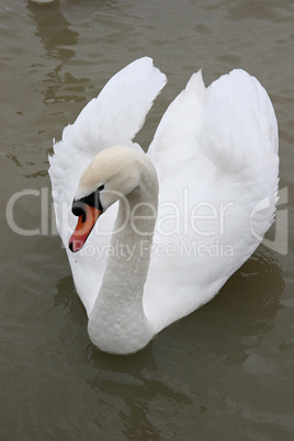 Swan in the lake