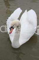 Swan in the lake