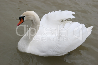 Swan in the lake