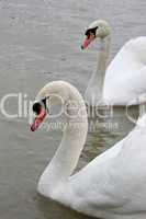 Swans in the lake