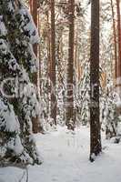 Forest in winter